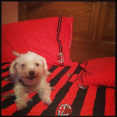 #bichon #milanista #curvasudmilano