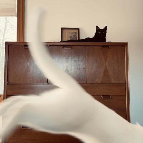 a regal black cat atop a bureau is surprised to see a white ap leap across the picture in front of him