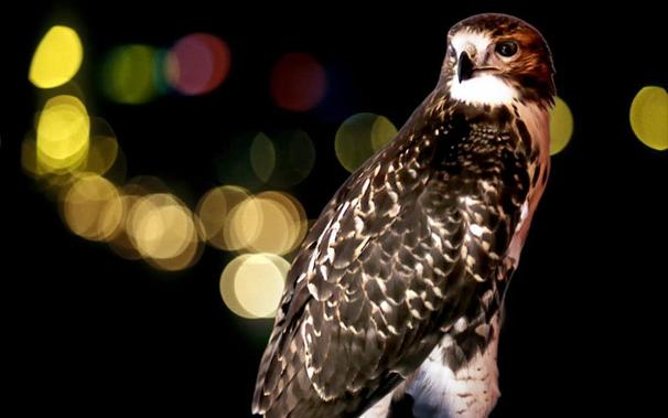 «Lamento y júbilo en Preámbulo del largo insomnio»: Crítica literaria del poemario de Alba Navarro, por Ana Herrera Barba. Fotografía por Pedro Martínez (https://linktr.ee/martinezcorada) ©
