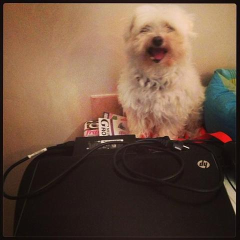 #bichon #maltese #informaticien