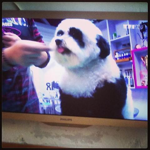 #bichon #maltese #panda #china
