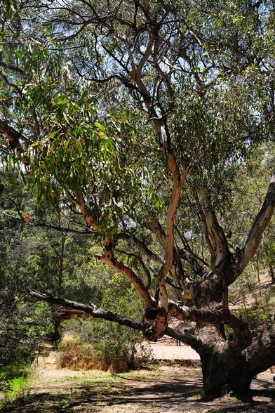 Morialta Conservation Park is a true natural wonder that captivates visitors with its stunning landscapes, diverse wildlife, and rich cultural heritage. Just a short drive from the bustling city of Adelaide, this park offers a serene escape into nature, making it a must-visit destination for nature enthusiasts and adventure seekers alike.

Morialta Conservation Park is renowned for its breathtaking scenery, featuring rugged gorges, towering cliffs, and lush woodlands. The park is home to three main waterfalls: First Falls, Second Falls, and Third Falls, each offering a unique and mesmerizing view. The First Falls, in particular, is a popular spot, with its cascading waters creating a tranquil oasis.

The park holds significant cultural value for the Kaurna people, the traditional custodians of the land. Morialta, meaning "ever flowing" in the Kaurna language, reflects the importance of the park's waterfalls and creeks. Visitors are encouraged to respect and appreciate the cultural heritage of the area, and interpretive signs throughout the park provide insights into the rich history and traditions of the Kaurna people.
