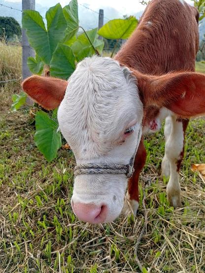 Calf.
#awesome_nature #Blackside #CloseUp #Field #fotomaster  #FrontView #HighAngleView #Nature #Outdoors #picplanet #podium_macro #Snap_allnature #Snap_colours #Snap_community #Snap_community_member #Snap_country #Snap_macro #Snap_minimal
