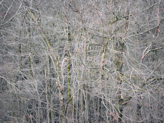 A veil of leafless trees hides a myriad of trunks beyond. 