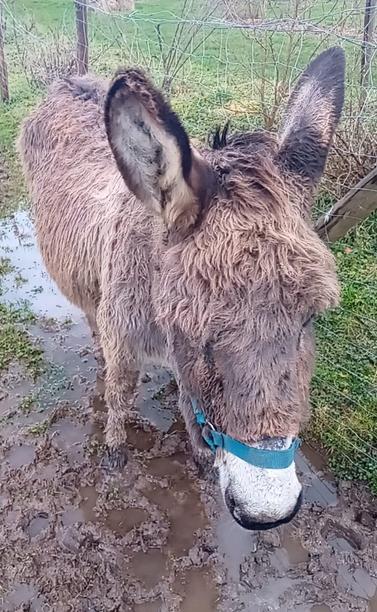 Une photo d'une ânesse (Surprise) qui tend son oreille gauche vers moi. Il faut aussi dire qu'elle patauge totalement dans la gadoue. C'est inondé, un peu.