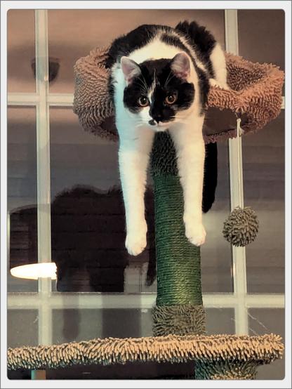 Lemon the cat, chilling on the top perch of her scratching post, dangling her front paws off the edge while staring blankly at the camera.