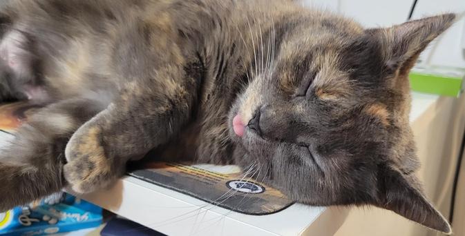 Close up of a torti cat asleep on her side on the edge of a desk with their tongue out. 
