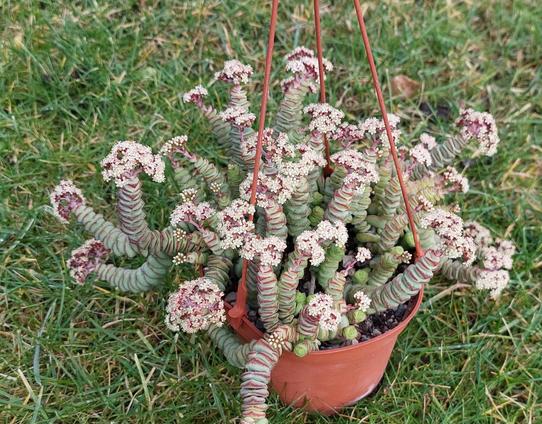 Auf dem Bild sieht man eine Pflanze mit vielen kleinen weißlichen Blüten. Die Blüten sitzen in Dolden an den Enden der Triebe. Die Triebe sehen ein wenig so aus wie lange grüne Raupen mit rotbraunen Streifen. Die Blätter mit einem Zentimeter Durchmesser sitzen sehr dicht am Stängel.