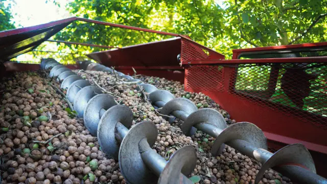 Image: Walnuts harvested at the Crain ranch in Los Molinos where Cooperative Extension and UC Davis professors were conducting research. Credit: UC Regents 