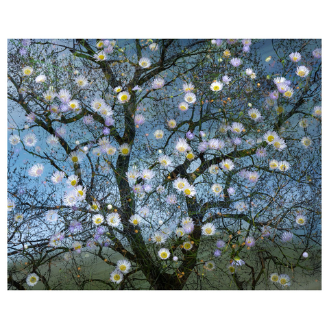 Multiple exposure image of a tree and wildflowers