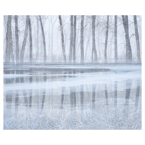 Winter landscape showing tree reflecting in ice