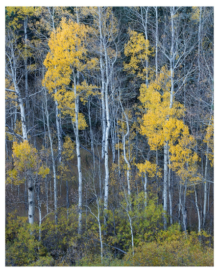Autumn foliage on aspen trees
