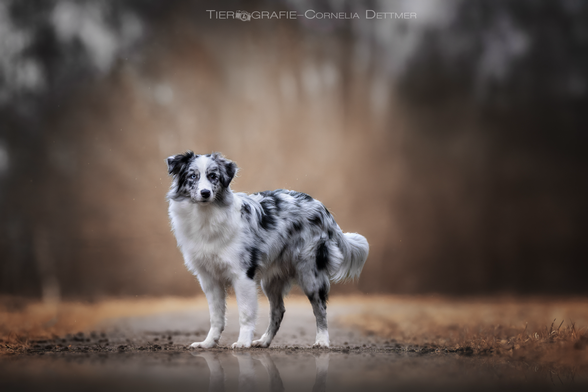 Ein Australien Shepherd, färbe Blue Merle , der Hintergrund ist in warmen Brauntönen und im Vordergrund  spiegeln sie die Beine in einer Pfütze