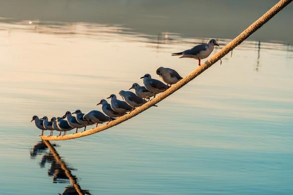 Eine Reihe von Möwen sieht auf einer Leine, dicht geträngt und blickt nach links. Ein Teil der Leine  spiegelt sich im Wasser des Meeres. Eine Möwe sitzt alleine etwas abseits und blickt nach rechts. Im Hintergrund kann man die Spiegelung von Segelmasten und des Hafens erahnen.
