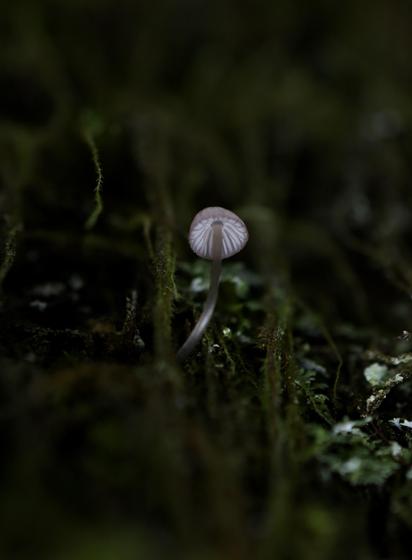 A macro photo of a tiny pink-beige translucent mushroom with a long curvy stem. It's an upshot so the fragile white gills are visible, like spokes of a parasol. The tree trunk and forest behind it is very dark, virtually black. The mushroom is dimly lit, almost ethereal. 