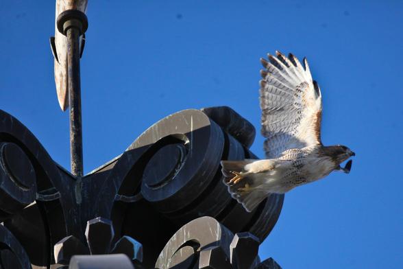 Red-tailed hawk flying off the roof of a building against a cloudless blue sky. There is a fish-shaped weathervane in the background. The bird is flying from left to right. 