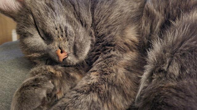 A peaceful sleeping torti cat with a bright pink nose