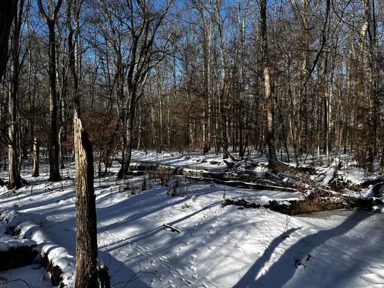 A forest of bare trees rises from a snow covered floor. Animal tracks dot the white. The ice covered Passaic River shows itself just barely. Shadows, sunlight, and blue sky.