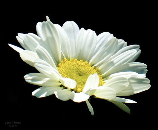 Nahaufnahme einer Margeritenblüte vor schwarzem Hintergrund