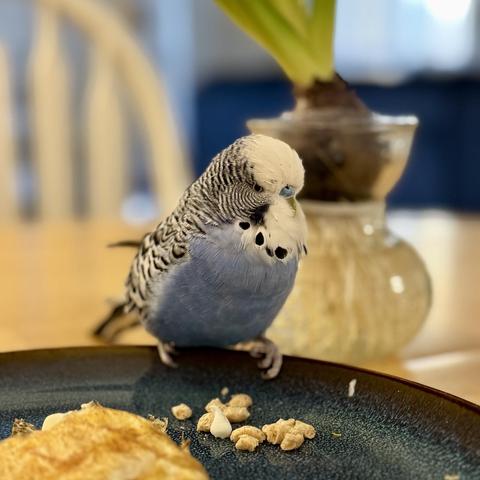 A blue and white English budgie eating breakfast