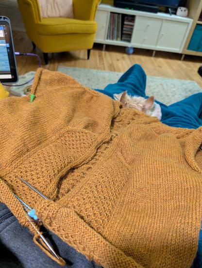 Seen from my point of view, a dark yellow cardigan I'm currently knitting is lying over my lap, scrapped over a small blond dog. The cardigan features detailed cables in the lapels and the back. It's about 40cm long, the sleeves are still missing.