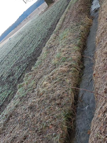 Im rechten Bildbereich ist ein schmaler wasserführender Graben zu sehen; an ihn schließt sich nach links ein Uferstreifen mit verfilzter krautiger Vegetation an; daneben liegt ein Acker, auf dem die Frucht (Wintergetreide) eine grüne Bedeckung bildet.