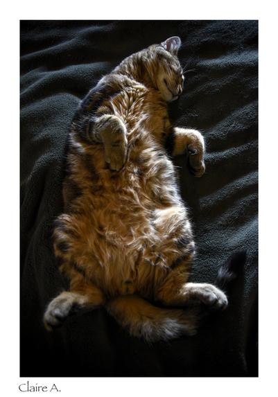 Chat de 6 mois faisant la crêpe sur mon lit.

A présent, il a 7 mois et il pèse déjà 4kg600! C'est un chat liquide qui adore se coucher dans l'évier de salle de bain en restant sous l'eau qui lui coule dessus! 