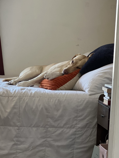Henry, a yellow lab, snoozes on a pile of pillows on a bed.