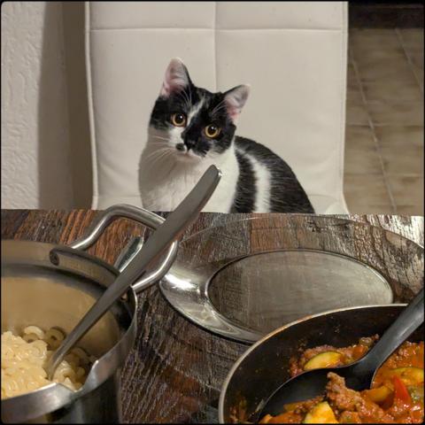 Lemon the cat sitting in my husband's spot at the dinner table, hungrily looking over the pans with macaroni and pasta sauce that I just put on the table.