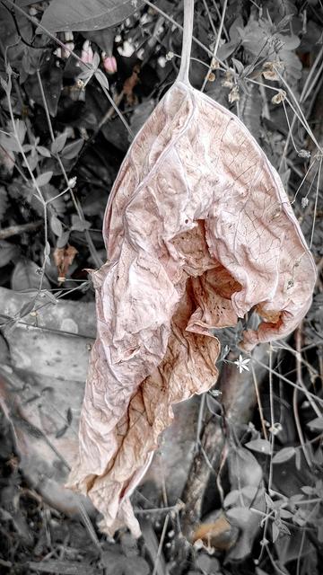 Textured.
#awesome_nature #Blackside #CloseUp #fotomaster #FrontView #HighAngleView #Leaf #Nature #Outdoors #Pattern #Plant #podium_macro #Snap_allnature #Snap_community #Snap_community_member #Snap_gardening #Snap_macro #Snap_minimal #Textured #Vero