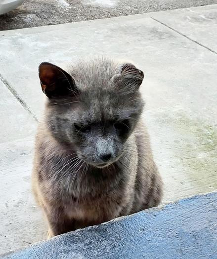 Photo, taken from above, of a one eared grey cat looking thru a doorway into the house.