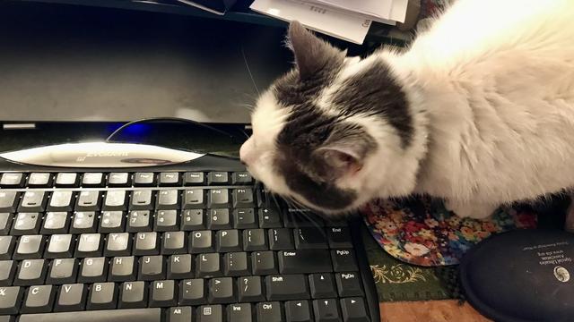 A fluffy cat is sniffing a black computer keyboard on a desk. There are scattered papers and a floral mouse pad visible. The mouse itself is hidden under the cat.