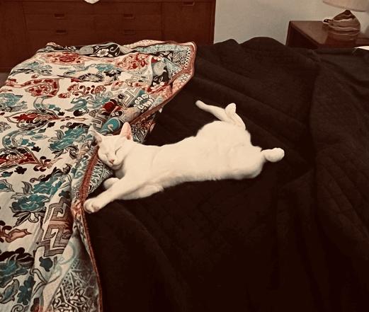 a white cat stretches out to sleep on a bed with a quilt