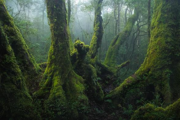 A misty forest with large Antarctic beech trees covered in vibrant green moss, creating a mystical and serene atmosphere. The dense foliage and low light add to the ethereal beauty of the scene.