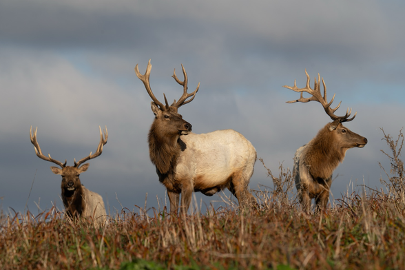 Three elk with big antlers, one is looking at me, the middle one is further forward and in the Center, looking to the right, and the right elk is looking completely to the right 