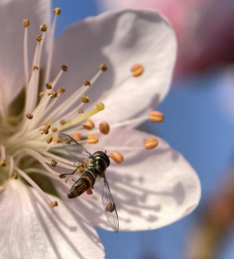 A macro of a hoverfly hovering above a peach flower. Its back is to the camera, showing off the gold calligraphy pattern on its dark body. The wings are outstretched and look like a fine ink sketch. Below the wings are some of the many stamens topped with yellow anthers