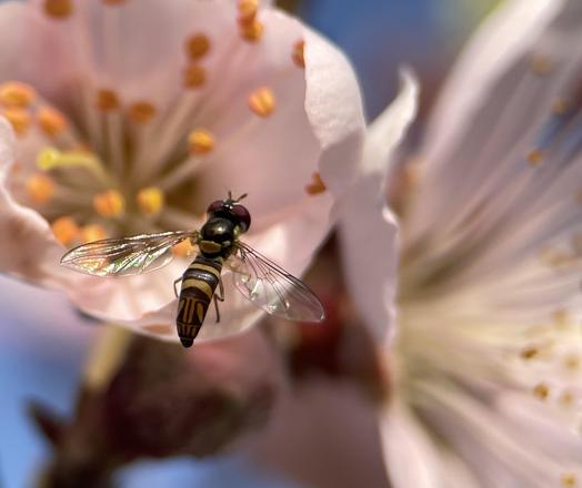 A macro of a hoverfly in flight  above peach tree flowers. The hoverfly has back to camera. Its wings reflecting sunlight. The dark hoverfly has large eyes, short antennae, and gold horizontal and vertical bands on its back. Pink flowers blurred in background. 