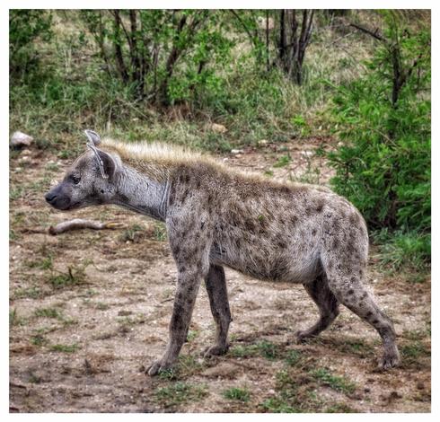 This is a side view body shot of a female spotted hyena standing looking to left of the photo. She is not the most attractive, but she stands proud among the green foliage and brown earth. She is beautiful in her own right. As photographed in Kruger National Park, South Africa 