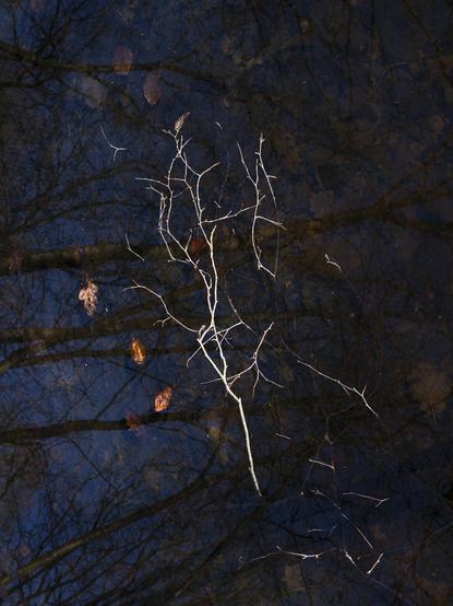 A white branch lies broken surrounded by leaves and twigs