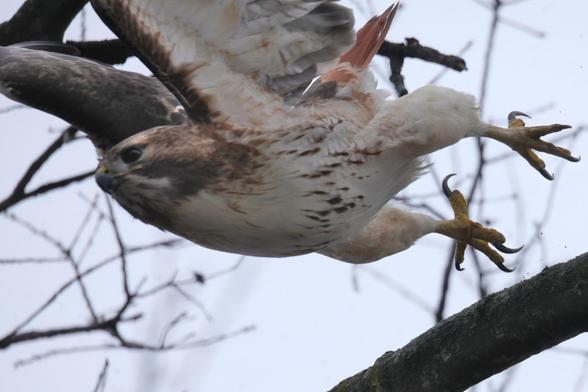 Red-tailed hawk launching from a branch flying from right to left. Sky background is gray.