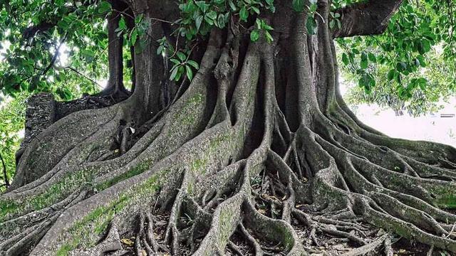 Tree roots.
