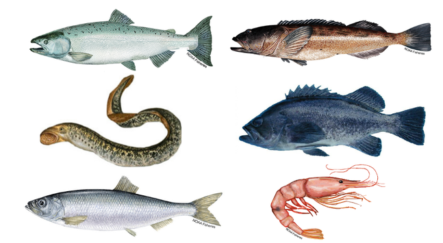 The team quantified anthropogenic particles that they found in the edible tissue of six species that are economically or culturally important in Oregon (clockwise from top left): Chinook salmon, lingcod, black rockfish, pink shrimp, Pacific herring, and Pacific lamprey (NOAA Fisheries, Oregon Department of Fish & Wildlife, North Carolina Wildlife Resource Commission). 