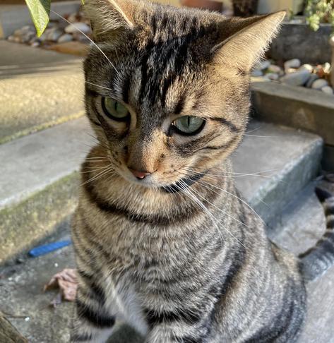 A striped tabby, front paws on a surface amid concrete steps outdoors, looks outward.