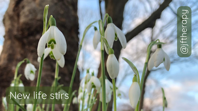 A photograph of snowdrops in front of a tree and blue sky in the background. The text New life stirs in white on a partly transparent dark green background and the social media username @jftherapy