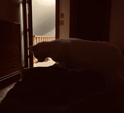 in a dark room, a white cat crouches on some bedding in the shadows and looks down at the darkness