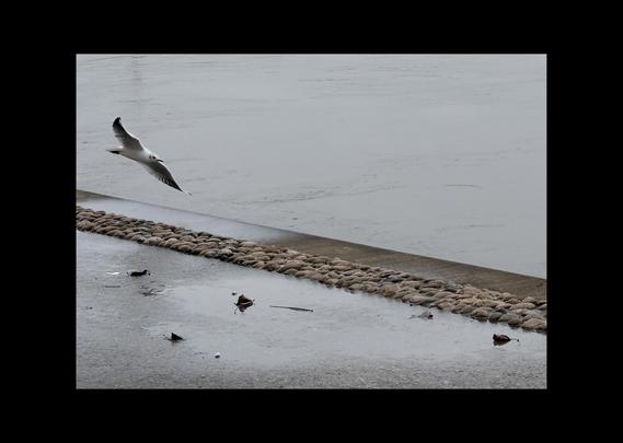 Mouette en plein vol au bord de l'eau