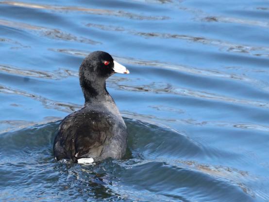 American coot (chicken-like water bird, black with red eyes and white bill) swimming on the surface of a pond. 