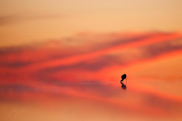 An American avocet poses all alone in the lower right third of the frame.  It is sunset and the sky is on fire with yellow, orange and pink tones.  The avocet is a silhouette and is facing left and dipping in the water to feed.  The horizon is in the lower third of the frame and there is a strong reflection.  Orange clouds are crossing from the horizon on the far left to the sky on the right.  With the reflection, the clouds form a large arrow pointing to the left, the same direction the bird faces.