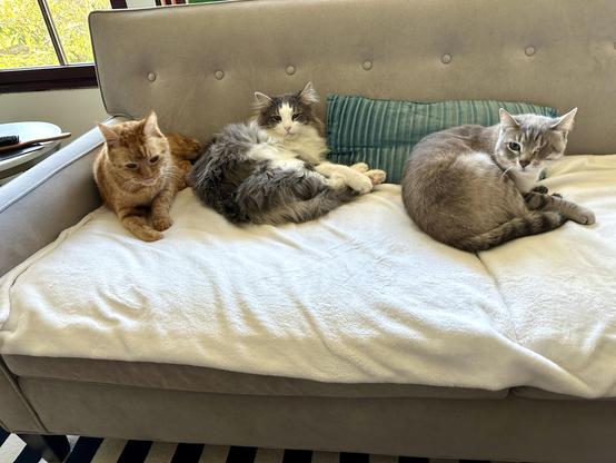Loki, Thor, and Odin, a.k.a., Dingus, Doofus, and Doots, lounging on a cream blanket on a grey sofa. Loki is an orange tabby, Thor is a fluffy grey and white half-Ragdoll, and Doots is a one-eyed Lynx Point Siamese cat. They are the Spice Bois, because they are spicy angels. 