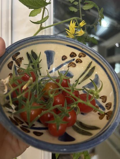 Bowl of small tomatoes on the vine, all lovely and ripe! In the background you can see the plant, with more flowers on it ! 